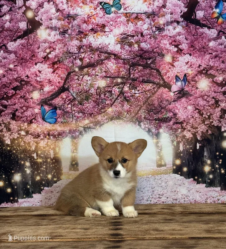 Lilly – Pembroke Welsh Corgi puppy for sale in Burlington, MI