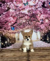 Lilly, a female Pembroke Welsh Corgi for sale in Burlington, MI – Photo 2 of 7