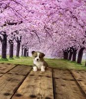 Milo, a male Pembroke Welsh Corgi for sale in Burlington, MI – Photo 3 of 3