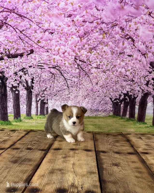 Milo – Pembroke Welsh Corgi puppy for sale in Burlington, MI
