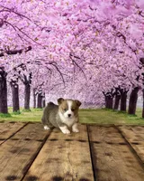 Milo, a male Pembroke Welsh Corgi for sale in Burlington, MI – Photo 1 of 3