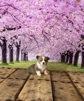 Milo, a male Pembroke Welsh Corgi for sale in Burlington, MI – Photo 2 of 3