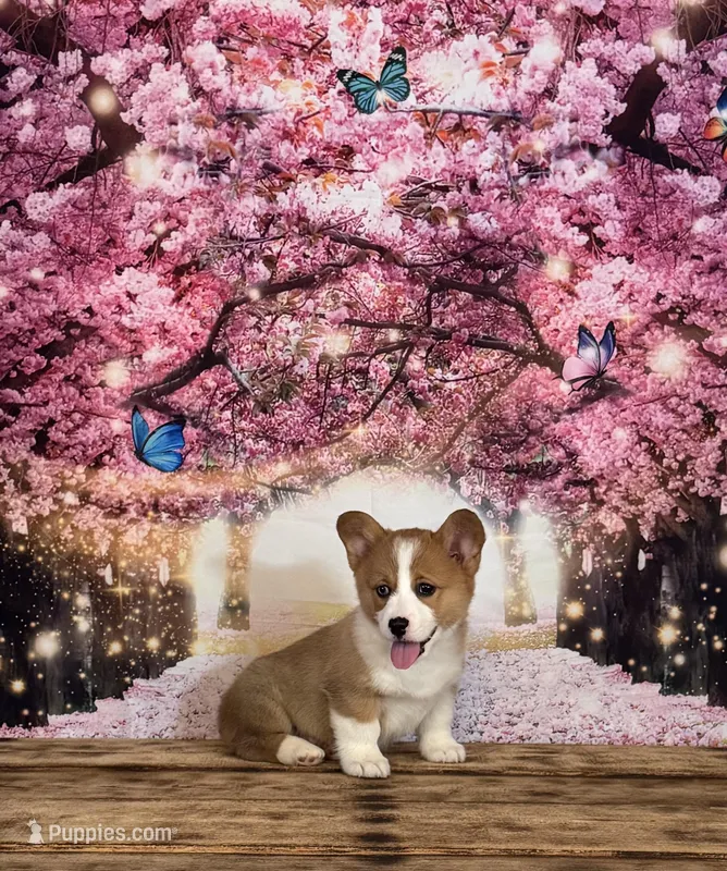 Milo – Pembroke Welsh Corgi puppy for sale in Burlington, MI