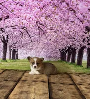 Teddy , a male Pembroke Welsh Corgi for sale in Burlington, MI – Photo 2 of 3