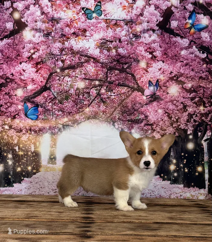 Teddy  – Pembroke Welsh Corgi puppy for sale in Burlington, MI