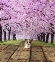 Teddy , a male Pembroke Welsh Corgi for sale in Burlington, MI – Photo 3 of 3