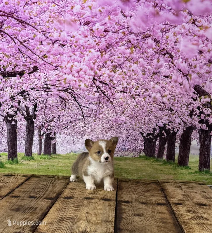 Teddy  – Pembroke Welsh Corgi puppy for sale in Burlington, MI