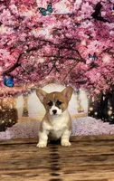 Cupcake , a female Pembroke Welsh Corgi for sale in Burlington, MI – Photo 2 of 8