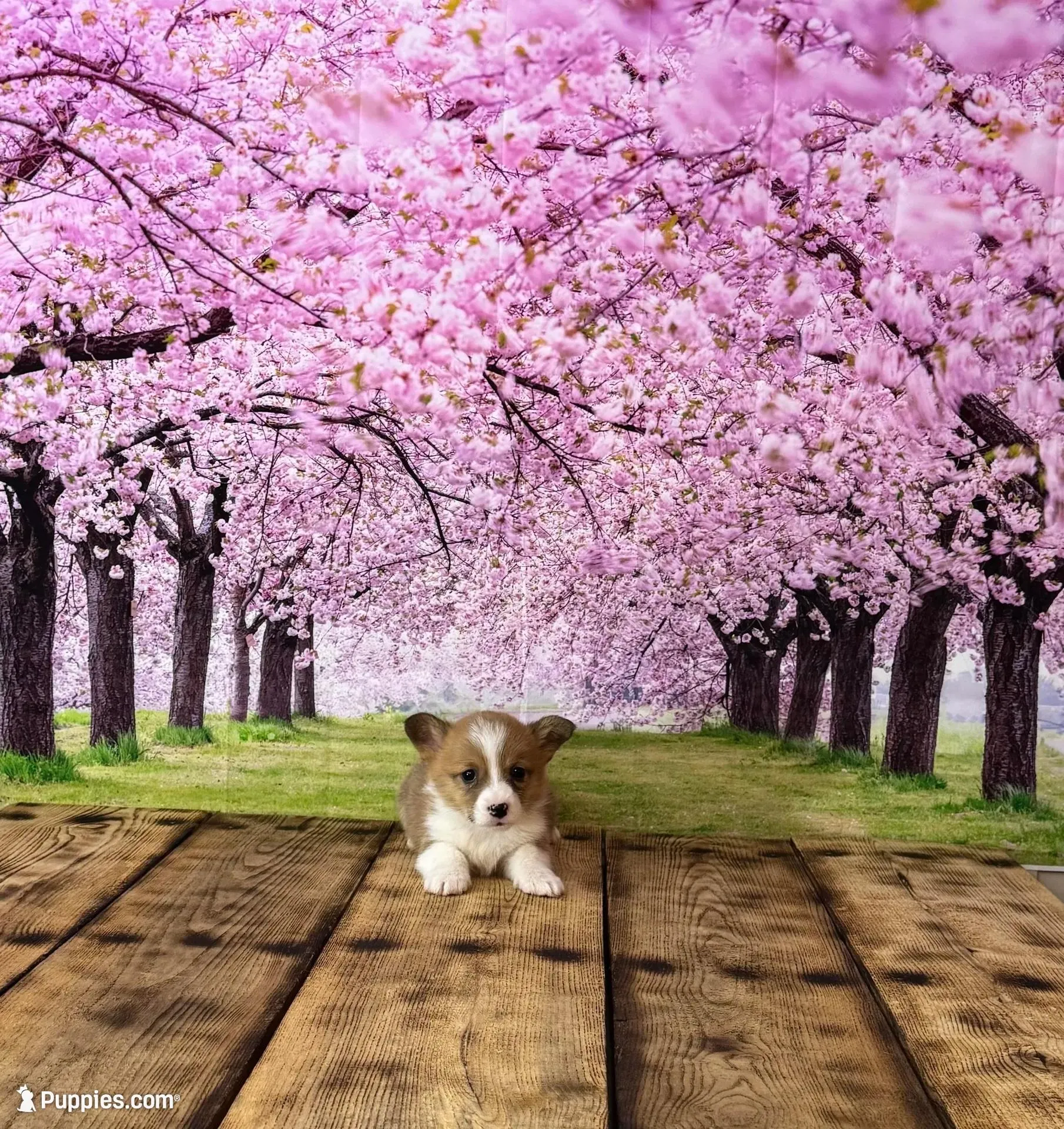 Cupcake , a female Pembroke Welsh Corgi for sale in Burlington, MI – Photo 6 of 8