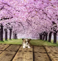 Cupcake , a female Pembroke Welsh Corgi for sale in Burlington, MI – Photo 3 of 3