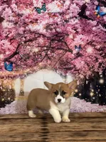 Cupcake , a female Pembroke Welsh Corgi for sale in Burlington, MI – Photo 3 of 8