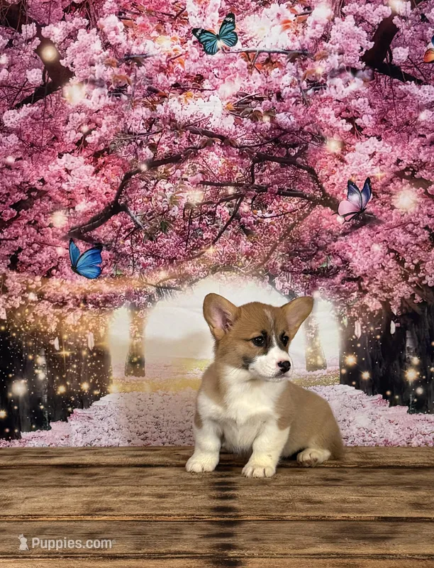 Cupcake  – Pembroke Welsh Corgi puppy for sale in Burlington, MI