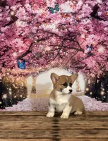 Cupcake , a female Pembroke Welsh Corgi for sale in Burlington, MI – Photo 1 of 8