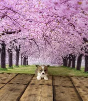 Cupcake , a female Pembroke Welsh Corgi for sale in Burlington, MI – Photo 2 of 3