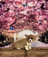 Cupcake , a female Pembroke Welsh Corgi for sale in Burlington, MI – Photo 5 of 8