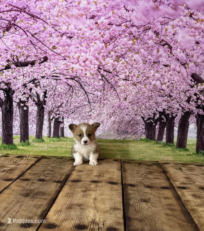 Cupcake  – Pembroke Welsh Corgi puppy for sale in Burlington, MI