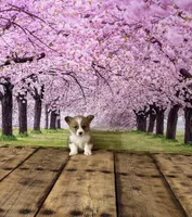 Cupcake , a female Pembroke Welsh Corgi for sale in Burlington, MI – Photo 1 of 3