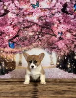 Cupcake , a female Pembroke Welsh Corgi for sale in Burlington, MI – Photo 4 of 8