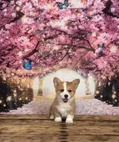 Daisy , a female Pembroke Welsh Corgi for sale in Burlington, MI – Photo 2 of 4