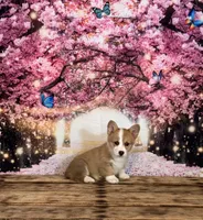 Daisy , a female Pembroke Welsh Corgi for sale in Burlington, MI – Photo 4 of 4