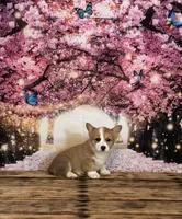 Daisy , a female Pembroke Welsh Corgi for sale in Burlington, MI – Photo 3 of 4