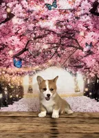Daisy , a female Pembroke Welsh Corgi for sale in Burlington, MI – Photo 1 of 4