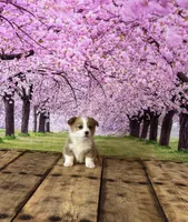 Bella , a female Pembroke Welsh Corgi for sale in Burlington, MI – Photo 4 of 4