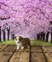 Bella , a female Pembroke Welsh Corgi for sale in Burlington, MI – Photo 2 of 4