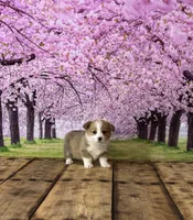 Bella , a female Pembroke Welsh Corgi for sale in Burlington, MI – Photo 1 of 4