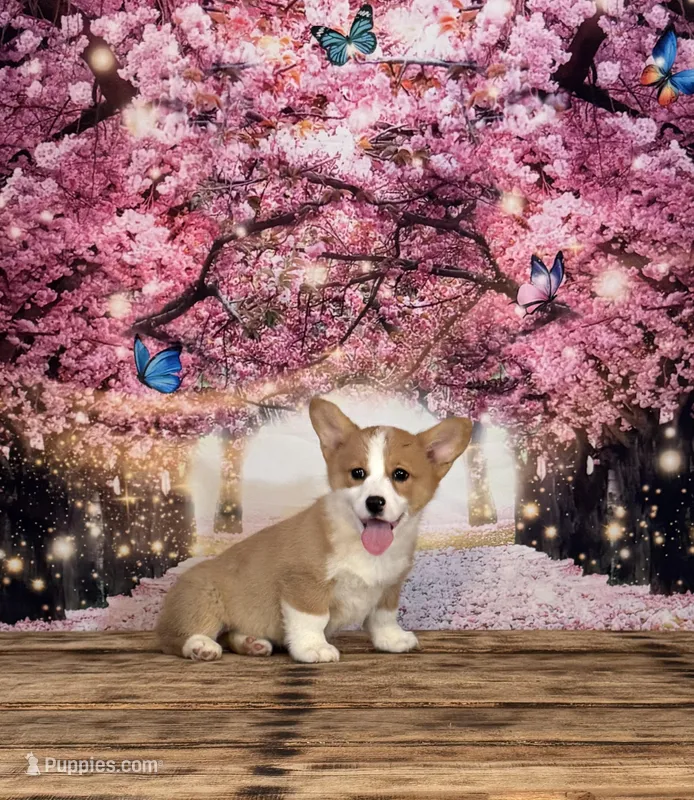 Bella  – Pembroke Welsh Corgi puppy for sale in Burlington, MI
