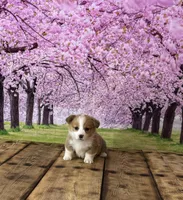 Bella , a female Pembroke Welsh Corgi for sale in Burlington, MI – Photo 3 of 4