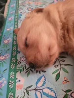 Cinnamon , a female Golden Retriever for sale in Waterford, MI – 2 of 3