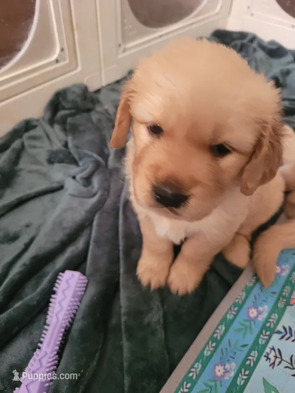 Pancake – Golden Retriever puppy for sale in Waterford, MI