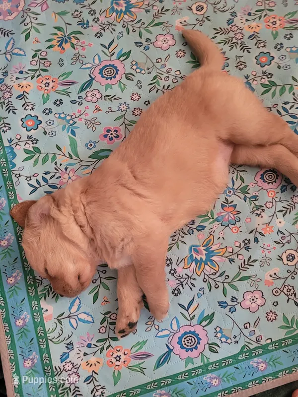 Cinnamon  – Golden Retriever puppy for sale in Waterford, MI