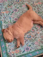 Cinnamon , a female Golden Retriever for sale in Waterford, MI – 1 of 3