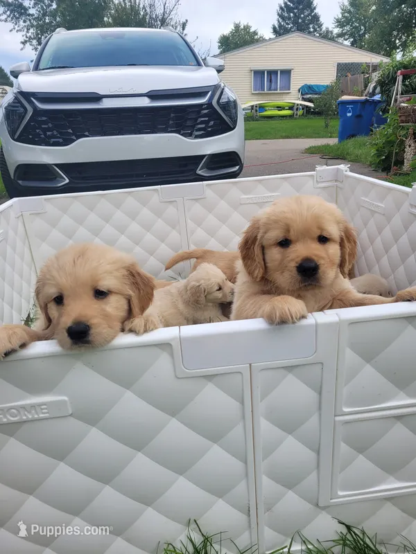 Buttercup – Golden Retriever puppy for sale in Waterford, MI