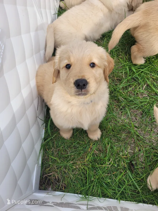 Pink – Golden Retriever puppy for sale in Waterford, MI