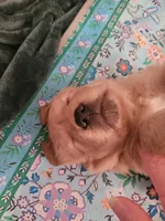 Cinnamon , a female Golden Retriever for sale in Waterford, MI – 3 of 3