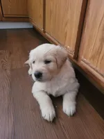 Breeze, a female Golden Retriever for sale in Waterford, MI – 1 of 2