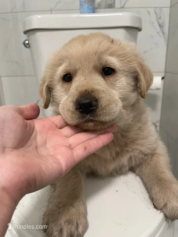 Bucky – Siberian Husky, Golden Retriever puppy for sale in Anoka, MN