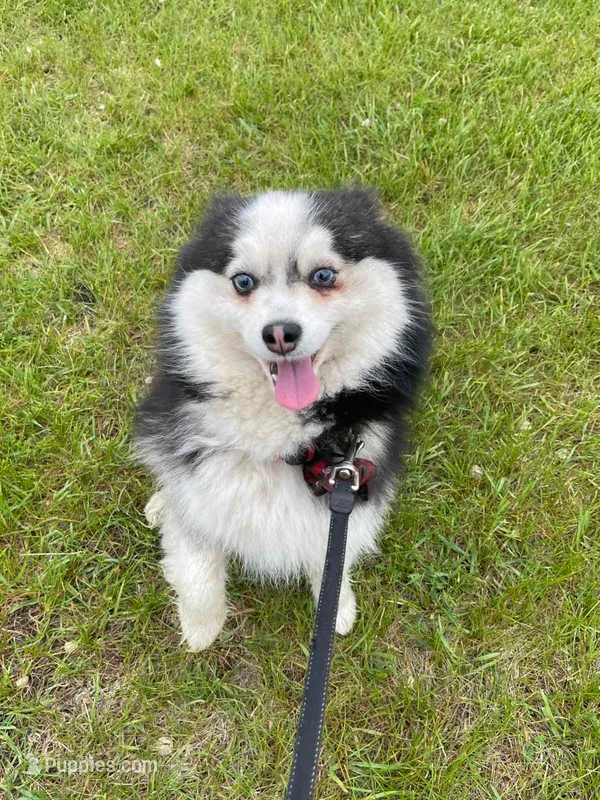 Willow – Siberian Husky, Pomeranian puppy for sale in Anoka, MN