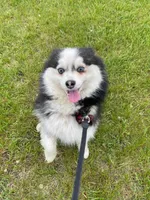 Willow, a female Siberian Husky and Pomeranian for sale in Anoka, MN – 1 of 7