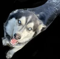 Dallas, a male Siberian Husky for sale in Anoka, MN – 4 of 7