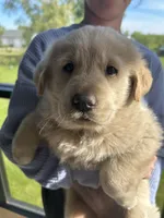 Bucky, a male Siberian Husky and Golden Retriever for sale in Anoka, MN – 5 of 6