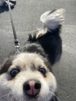 Willow, a female Siberian Husky and Pomeranian for sale in Anoka, MN – 5 of 7