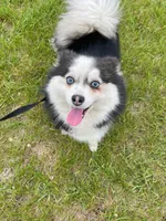 Willow, a female Siberian Husky and Pomeranian for sale in Anoka, MN – 2 of 7