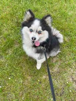 Willow, a female Siberian Husky and Pomeranian for sale in Anoka, MN – 3 of 7