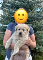 Bucky, a male Siberian Husky and Golden Retriever for sale in Anoka, MN – 4 of 6