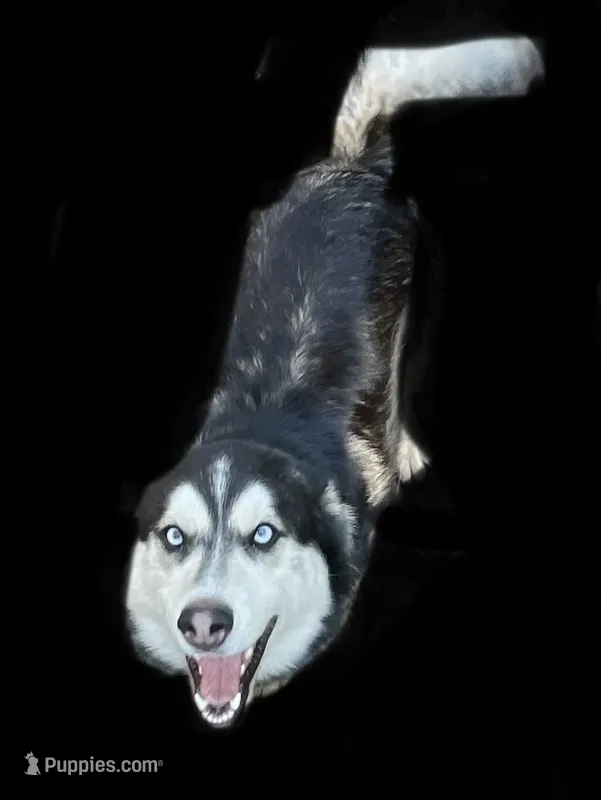 Dallas – Siberian Husky puppy for sale in Anoka, MN
