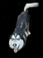 Dallas, a male Siberian Husky for sale in Anoka, MN – 1 of 7